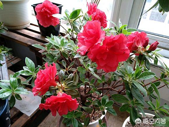 盆栽杜鹃花夏天怎么养:盆栽杜鹃花冬天怎么养 杜鹃长了花苞不开花，花苞慢慢干瘪、落苞，如何处理？