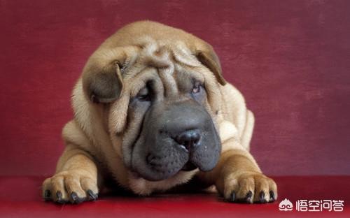 平顶山沙皮犬图片:沙皮犬毛不好，该怎么办？