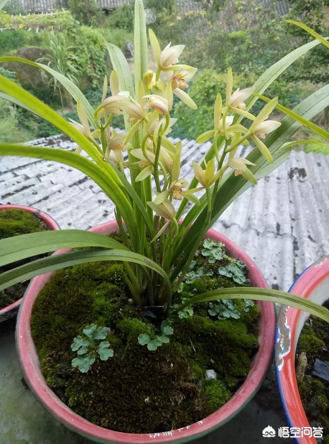 野生兰花大部分是什么品种？