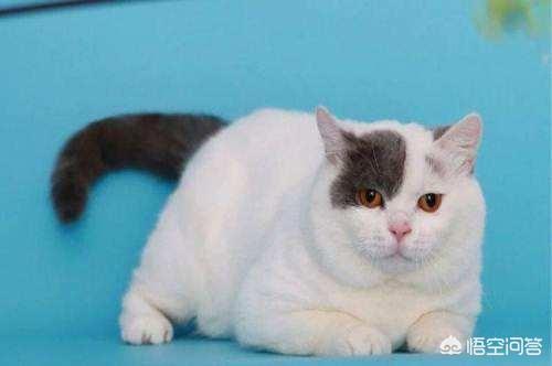 异国短毛猫护理经验:异短猫为什么会有感冒，异短猫感冒了需要注意什么？