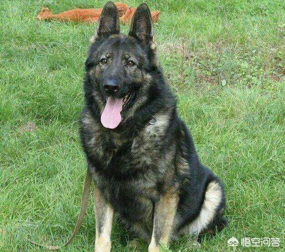 昆明犬价格:怎么挑选一只优秀的昆明犬？