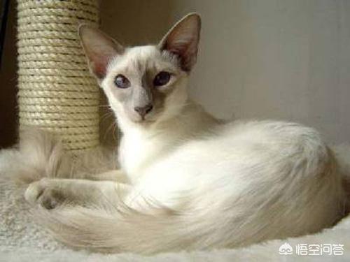 巴厘猫:一个月巴厘猫受凉感冒，一个月巴厘猫感冒会死吗？