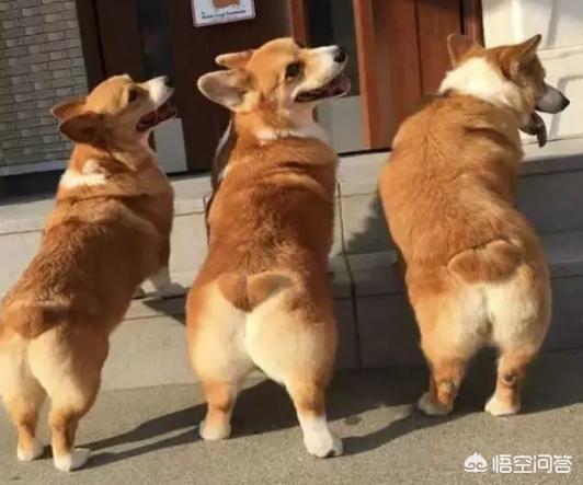 法国斗牛犬母很难养吗:养公狗与养母狗的区别在哪里？