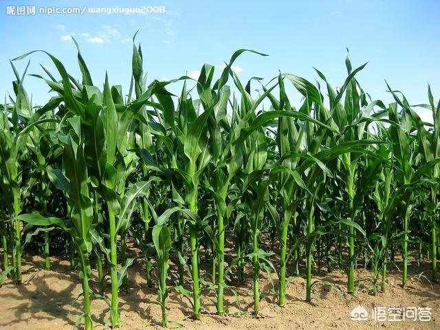 蓝眼皇冠豹多少钱一个:当前的玉米该咋种植管理？