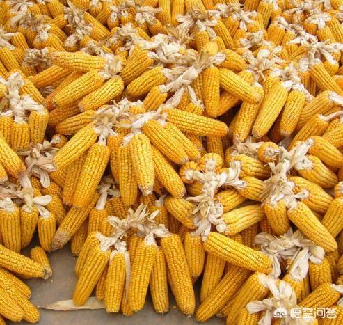 蓝眼皇冠豹多少钱一个:当前的玉米该咋种植管理？