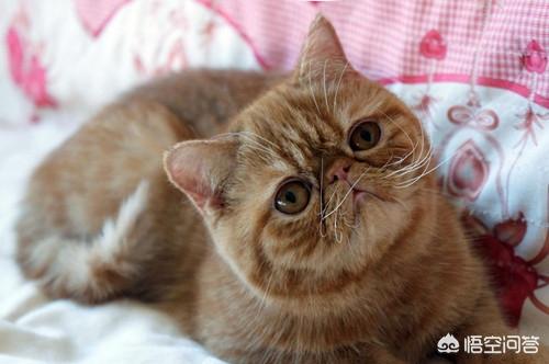 异国短毛猫 打喷嚏:异国短毛猫口臭是怎么回事？和猫粮有关吗？