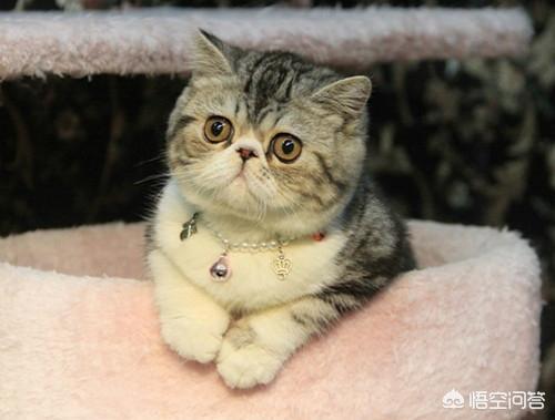 异国短毛猫 打喷嚏:异国短毛猫口臭是怎么回事？和猫粮有关吗？