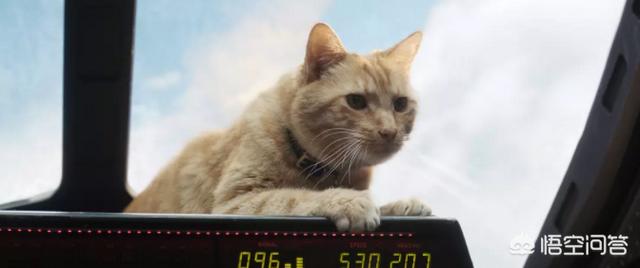 缅因猫兽到底是什么:《惊奇队长》中的那只猫咪是什么来头？