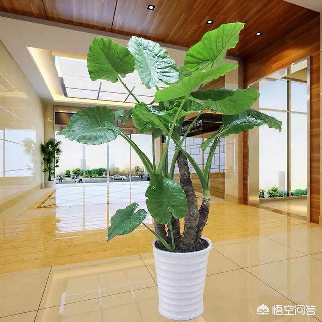 水培滴水观音多久换一次水:滴水观音换盆后什么时间浇水？
