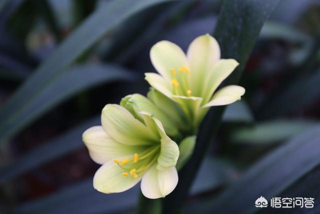 头条问答 君子兰什么颜色的花珍贵 35个回答