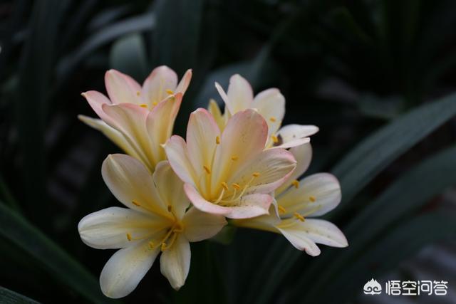 头条问答 君子兰什么颜色的花珍贵 35个回答