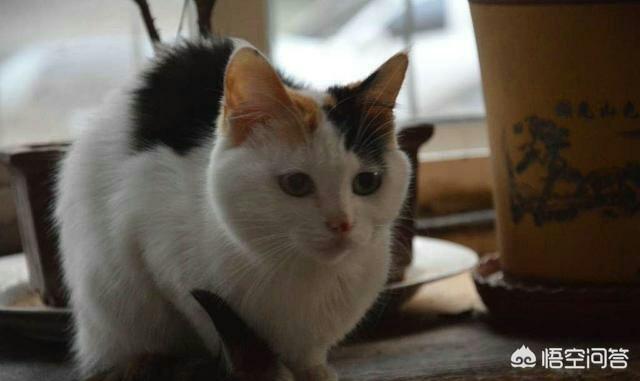 西伯利亚森林猫串布偶:养了一年的猫不想养了怎么办？