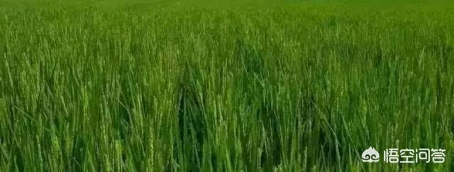 非洲适合水稻的种植和生长吗，水稻种植水温多少度最适合水稻生长