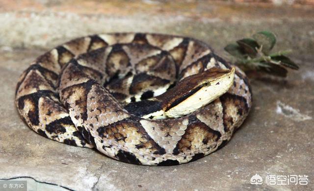 玉米蛇有毒吗，玉米地里发现一条眼镜蛇，它是来偷吃玉米苗的吗？该怎么办？
