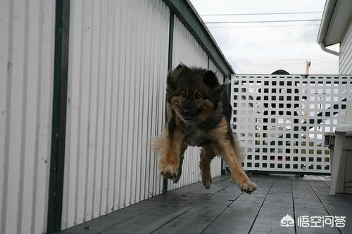 朱茵家的藏獒:被寄养在老板家的藏獒咬伤，该找谁赔偿？