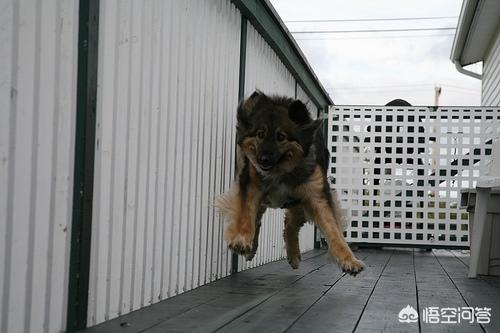 藏獒图片大全大图:藏獒图片大全大图高清 公平决斗下，纯种藏獒多久可以咬死一只鬣狗？为什么？