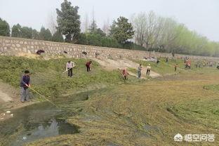水草种类图谱名称大全:池塘里都有哪些常见的水草？