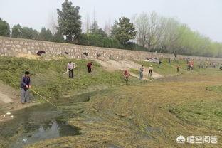 水草种类图谱名称大全:小龙虾会吃麦黄草吗，这种草什么时候种？怎么种？