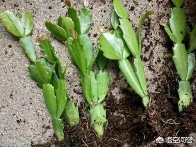 一叶兰l小盆怎样换大盆:一叶兰开花了可以分盆吗？怎么做？