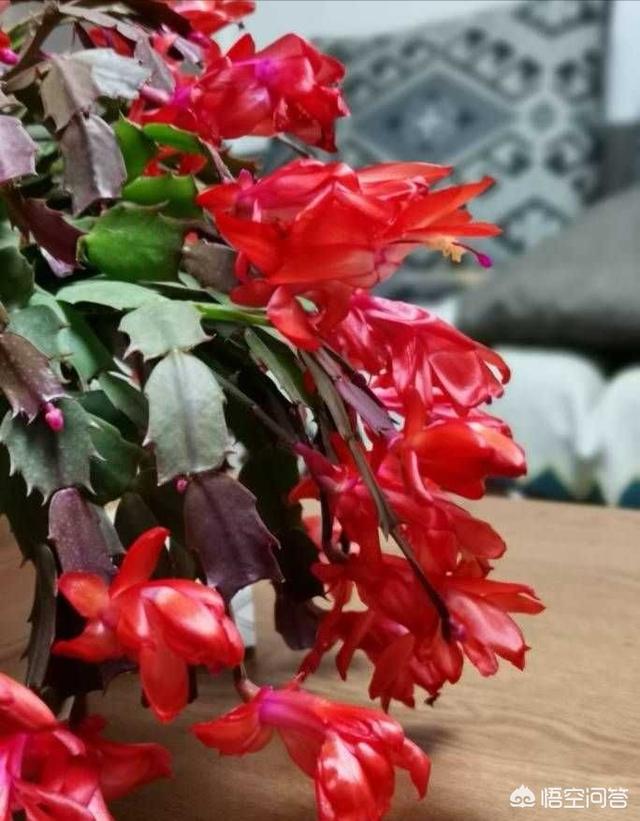 一叶兰l小盆怎样换大盆:一叶兰开花了可以分盆吗？怎么做？