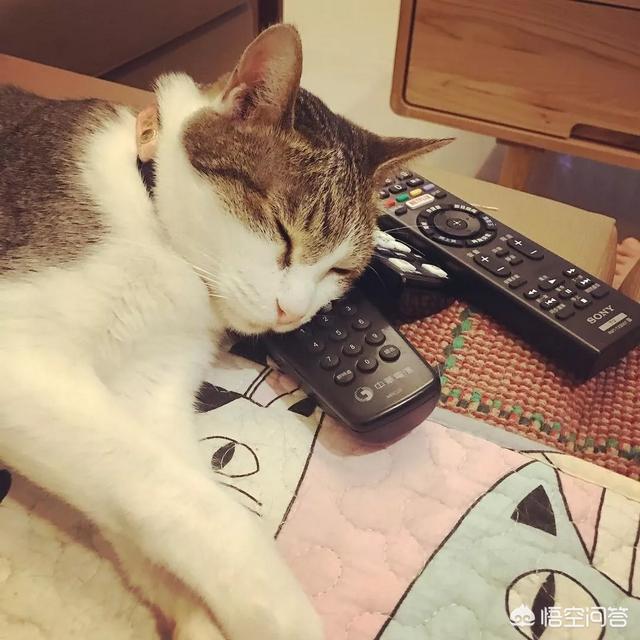 键盘猫:有的猫咪为什么喜欢趴键盘？