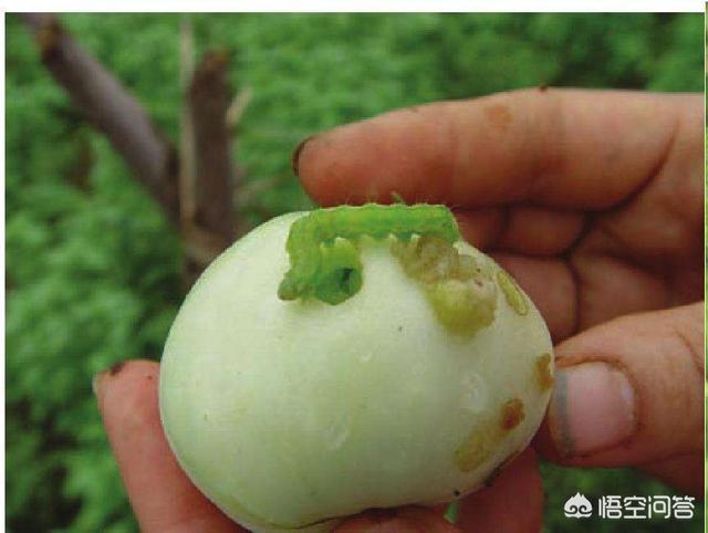 衢州枝群油脂有限公司:番茄种植过程中主要虫害有哪些？该如何防治？