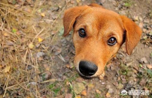 中国田园守望犬:中华田园犬升级为中国唐狗，对此你怎么看？