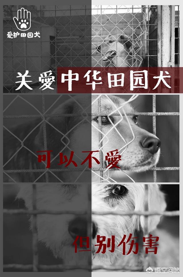 中国田园守望犬:中华田园犬升级为中国唐狗，对此你怎么看？