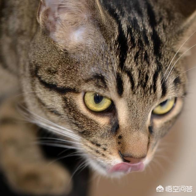 凌采的主食罐头怎么样:猫是喂主食罐好，还是喂干粮好？