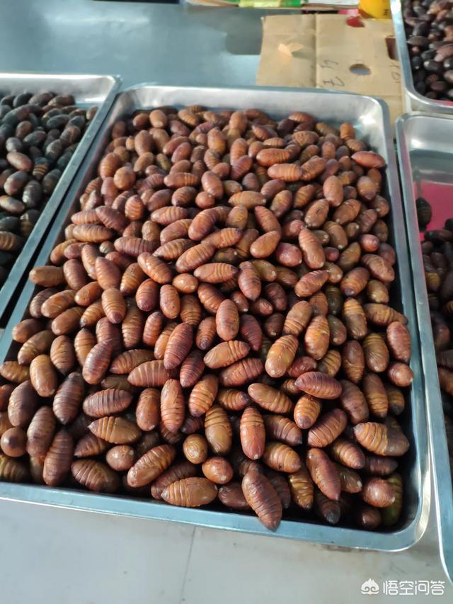 噬肉甲虫:农村土堆上常见的挖坑支陷阱的小虫子叫什么有什么功效和用途