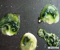 仔猪传染性脑脊髓炎:鸡产蛋下降综合症是什么病，鸡产蛋下降综合症防治？