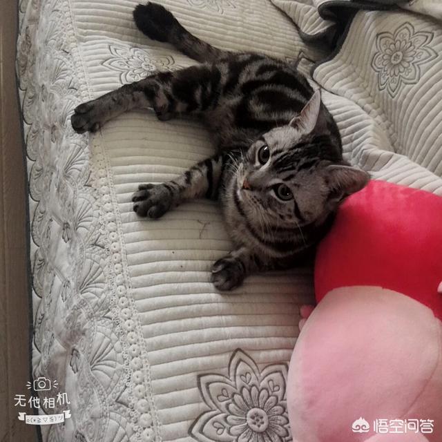 哪里可以买到无毛猫:想做个铲屎官，哪里入手两只“喵”？