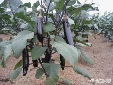 头条问答 种植茄子要怎么整枝 侧枝怎么预留呢 8个回答