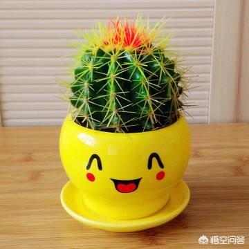 金琥仙人球价格表:刚换土的金虎仙人球能浇水吗？