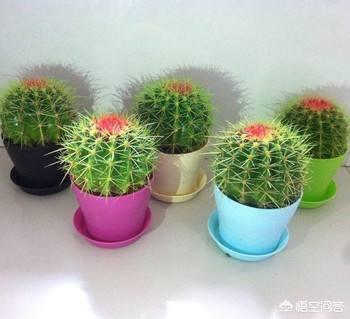 金琥仙人球价格表:刚换土的金虎仙人球能浇水吗？