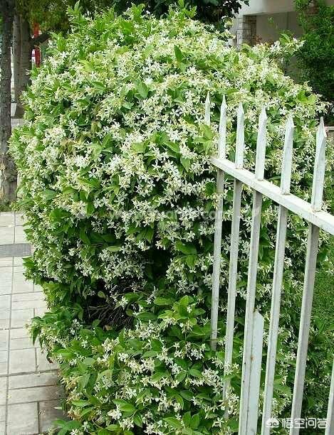 金不换植物爬藤:最有价值的爬藤类植物有哪些？