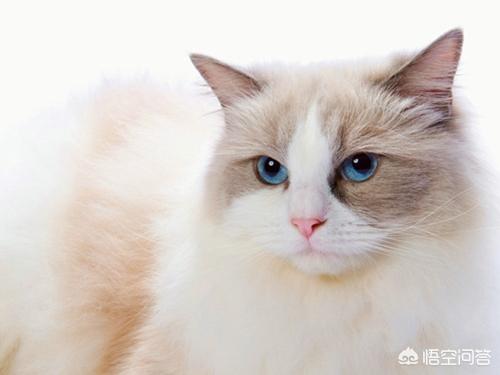 布偶猫图片:布偶猫精神好，就是有拉稀的情况该怎么办？