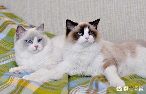 布偶猫图片:布偶猫精神好，就是有拉稀的情况该怎么办？