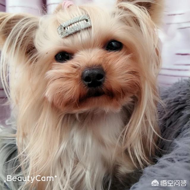 宠物狗的种类和特点:现在的宠物狗都有哪些共同点？