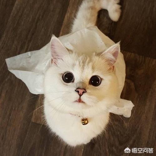 为什么猫咪能像液体一样缩在小盒子里:为什么猫咪能像液体一样缩小盒子 银渐层为什么一直蹲猫砂里？