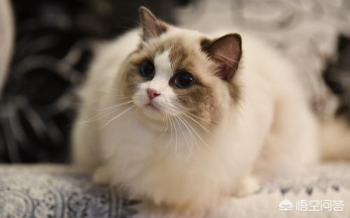 伯曼猫:伯曼猫多少钱一只 伯曼猫尿只尿一点，伯曼猫尿一点是什么原因？