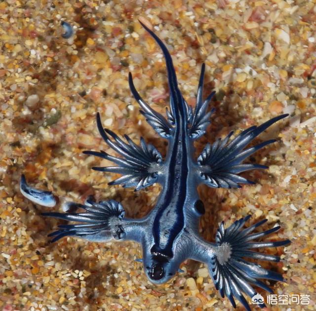 神秘生物图片，你见过哪些奇怪的动物或者从来不认识的生物