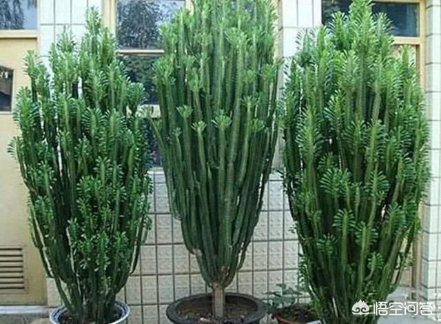 巴西龙骨怎么修剪:龙骨什么季节修剪打顶比较合适？