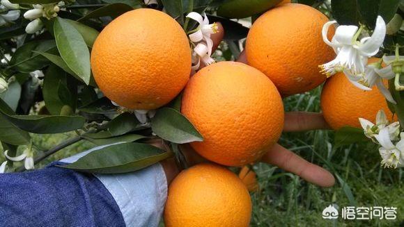 丝诺萄瓜拉纳柑橘片;柑橘如何管理才能皮薄光滑？