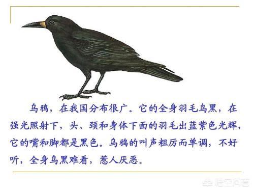 神秘的清朝，中原视为不祥之物的乌鸦，为何却是清朝的吉祥鸟？
