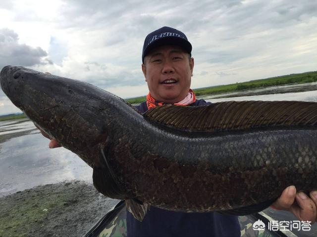 食人鲳是淡水鱼吗:食人鲳是淡水鱼还是海水鱼 食人鱼为什么会在我国出现？