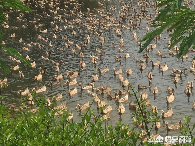 海南岛特产,海南岛特产有哪些土特产