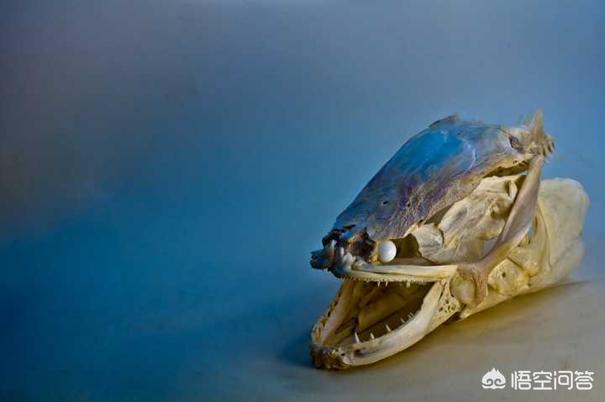 黑鱼单挑食人鱼(一条最凶猛的黑鱼能咬过一条最凶猛的食人鱼吗?