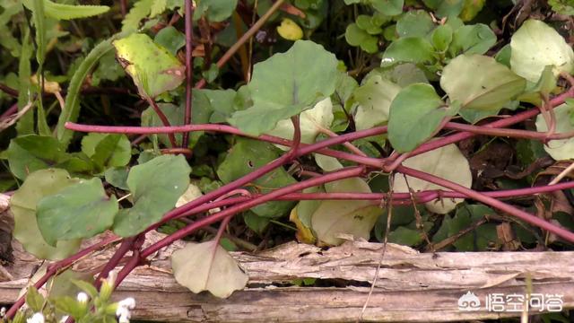 農村有哪些野生植物可以自制成茶葉喝呢?都有什麼作用?