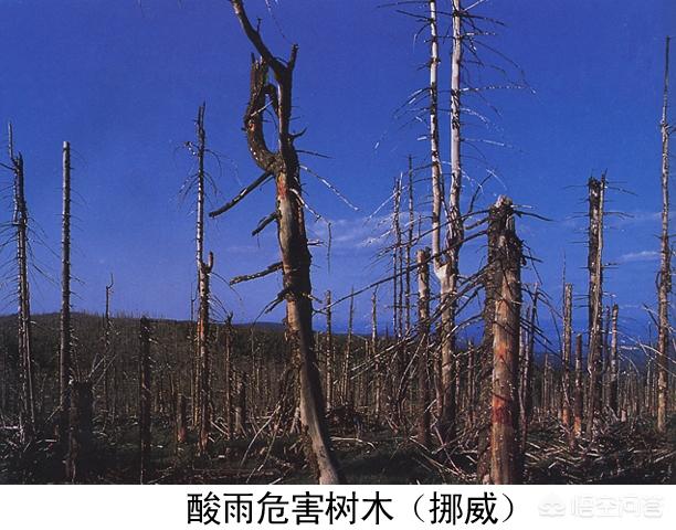 头条问答 - 酸雨对何种植物的危害最大?(6个回答)